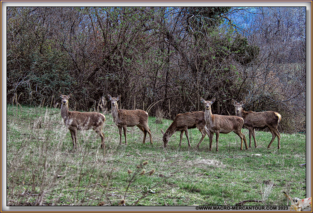 01-CERVIDES_4522-L4